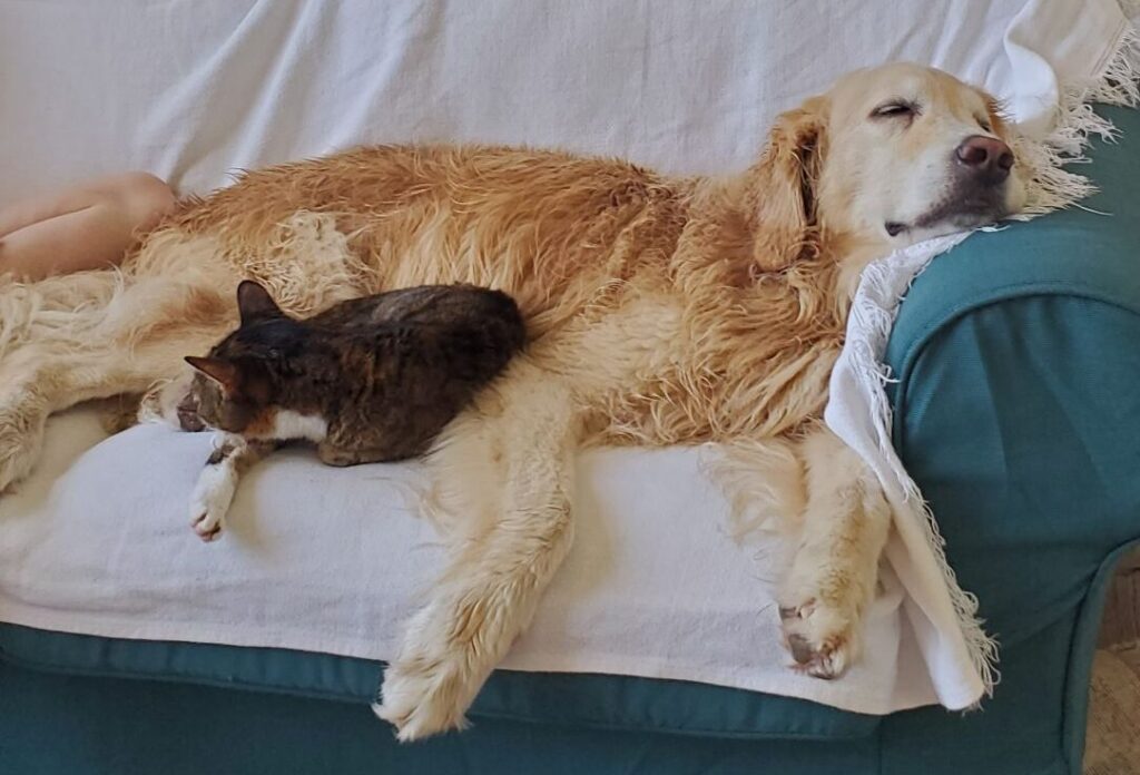 Best friend Winston, adopted golden retriever